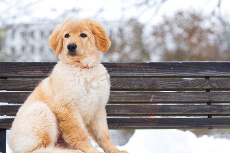 坐在雪地里的一只可爱的金毛猎犬的画像。