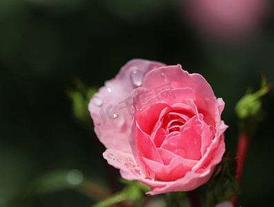 花园里有露珠的粉红玫瑰 Bonica。