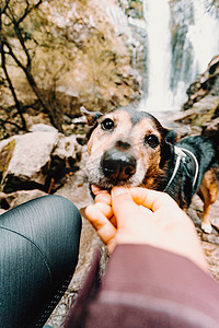 可爱的狗在瀑布前被喂食
