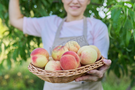 女人手里篮子里的鲜熟桃子，桃树花园