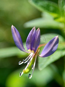 具有自然背景的 Cleome rutidosperma（流苏蜘蛛花、紫色 cleome、maman ungu、maman lanang）的宏观照片