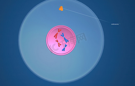 在细胞生物学中，有丝分裂是细胞周期的一部分，其中复制的染色体被分成两个新的细胞核。 