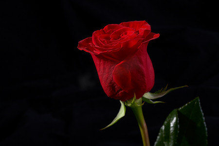 一朵红色玫瑰花的特写镜头