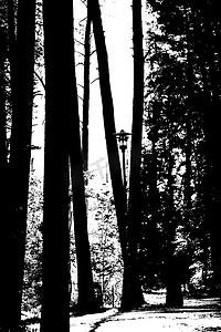 黑白道路摄影照片_在黑白的森林方式