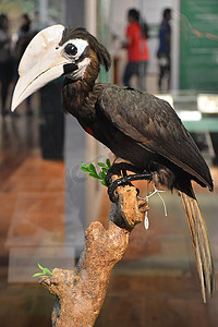 国家自然历史博物馆巴拉望犀鸟鸟在玛尼