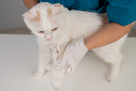 兽医用一次性湿手套清洗毛茸茸的白猫。