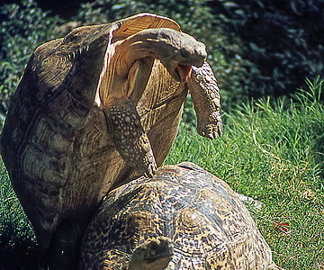 巨龟在东非交配