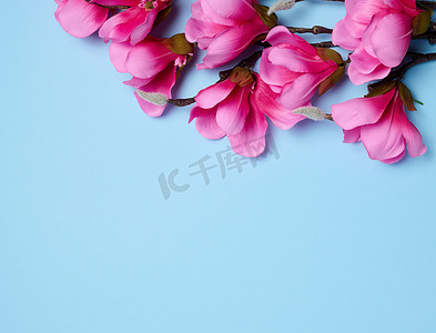 蓝色背景上带粉色玉兰花的树枝，顶视图