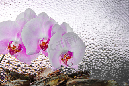 美丽模糊的水滴背景上的三朵白粉色兰花，复制空间