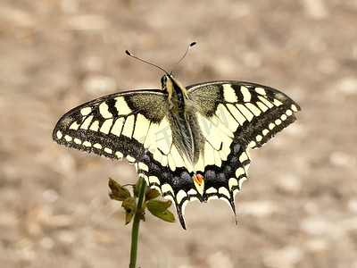 展翅摄影照片_德国夏季的燕尾蝶