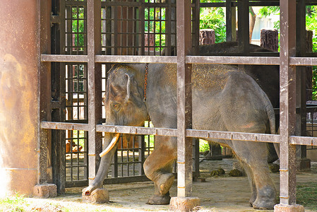 泰国曼谷考丁公园杜斯特动物园的笼中大象