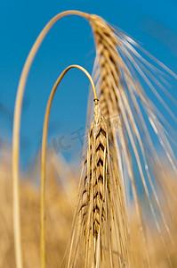 大麦天空摄影照片_大麦，大麦
