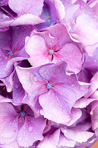 在雨滴的桃红色和淡紫色八仙花属花序