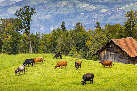 Bernese Swiss 阿尔卑斯山和带奶牛的高山农场，瑞士因特拉肯