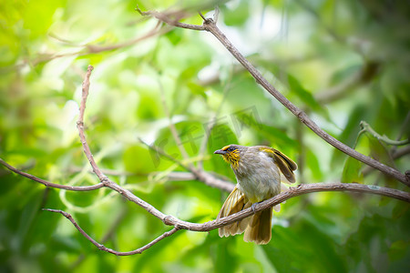 鸟在树上摄影照片_一只黄绿相间的鸟在树上伸着腿。
