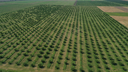 一排排绿色果树种植园的空中无人机俯视图。
