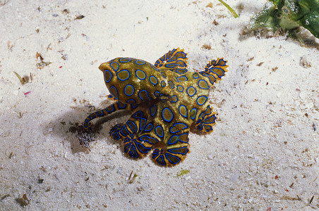 蓝环章鱼，马布岛，马来西亚