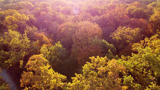 树叶王冠摄影照片_在阳光明媚的秋日飞过树梢上挂着黄色的树叶。