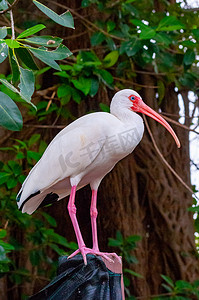 美国白宜必思 (Eudocimus albus)，一只长着红嘴的鸟，栖息在佛罗里达州的一棵树上