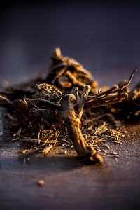 原始阿育吠陀药草的特写，即棕色闪亮表面上的 chitrak/Plumbago zeylanica 根及其粉末。