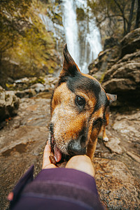 一只可爱的狗在瀑布前用手吃东西的特写