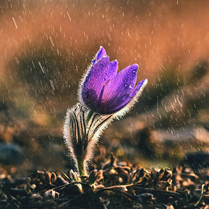 雨中春暖花开。