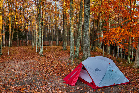 深秋树林中红白帐篷的简易露营地，到处都是橙叶