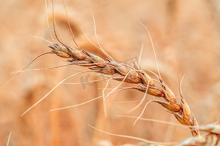 麦穗金麦田、农业农场和农业概念