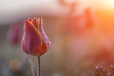黎明时分，野生郁金香在田野里绽放，花蕾上覆盖着露珠，特写。