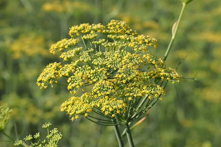 大茴香花开在茴香田里