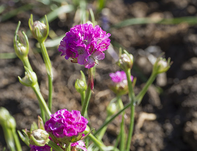 粉红色盛开的 Armeria maritima 的特写宏观，俗称节俭、海节俭或海粉红，Plumbaginaceae 科的开花植物种类，春天的阳光，有选择的焦点