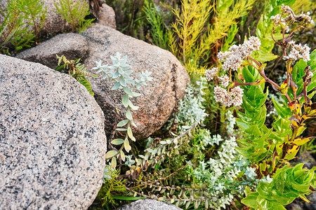 烫金天安们摄影照片_当地植物群-草和小花，其中大部分是马达加斯加特有的，生长在安德林吉特拉国家公园，如在前往波比峰的跋涉期间所见