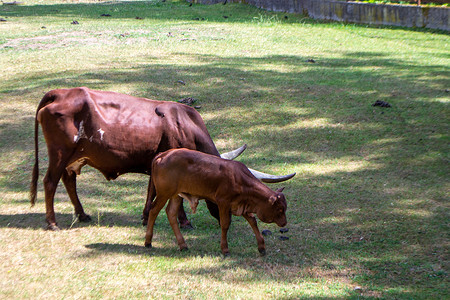 牛类摄影照片_一头长着大角的棕色母牛正在吃草。
