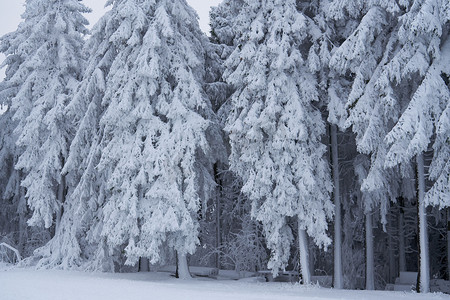 几何冬季摄影照片_德国黑森州 Rhoen 的 Wasserkuppe 树林中的冬季景观，雪中的溪流和瀑布，高大的松树和雪冷杉，都被雪和冰覆盖着。冰冷的树木几乎是假的几何形状。雪花和雪花