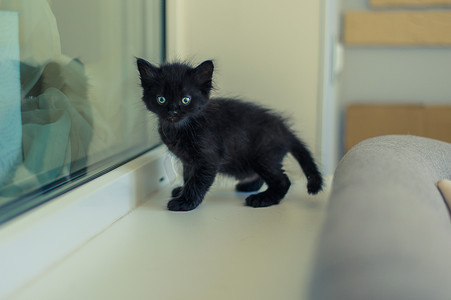 小黑猫在白色窗台上看起来很害怕