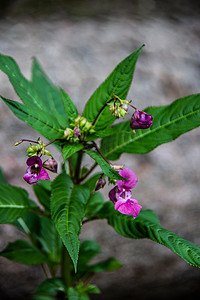 沿途种植金鱼草