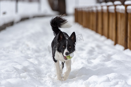 可爱可爱的黑色和白色边境牧羊犬肖像与白色雪背景