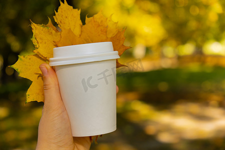 大气枫叶摄影照片_女人拿着生态零浪费白纸杯复制空间模型秋天秋天的枫叶黄叶。