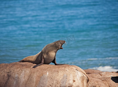 小海豹摄影照片_岩石上的海角毛皮海豹 Arctocephalus pusillus 11713