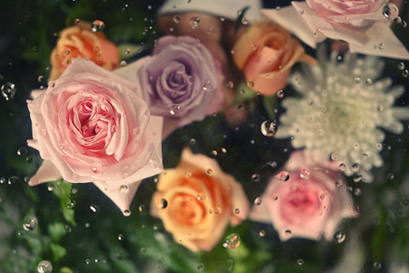 透明玻璃下的大量玫瑰和白菊花，具有凝结滴状纹理。花卉植物壁纸