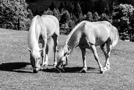 两匹帕洛米诺马在牧场上吃草 黑白图像