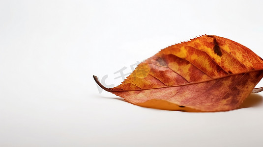 在白色背景的秋天色的叶子与空的空间拷贝。