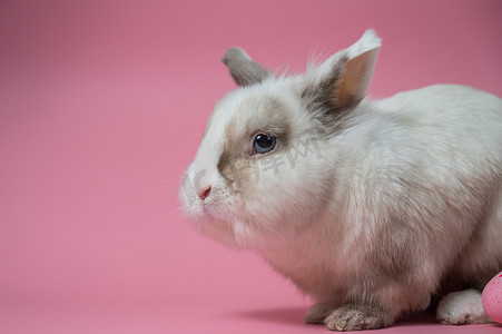 粉红色背景上一只可爱的灰白色兔子的肖像。