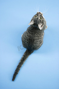 抬头仰望的猫摄影照片_灰色条纹的猫抬头。