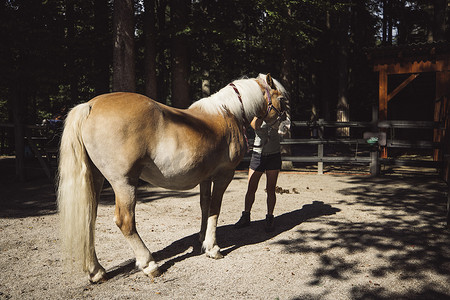 马被带回斯洛文尼亚牧场的马厩