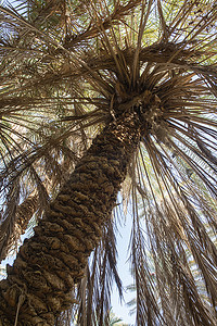 大枣泡水摄影照片_从下面看大枣棕榈树的抽象视图
