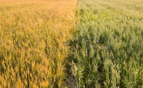 绿色农场摄影照片_绿色的燕麦耳朵和黄色的小麦在阳光明媚的日子里生长在田野里。