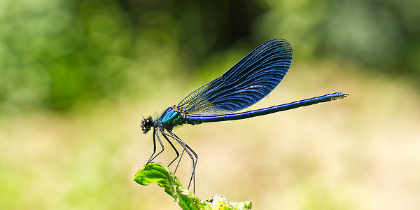 黑蓝蜻蜓近身 SOA 深蓝蜻蜓坐在自然栖息地的草蜻蜓上