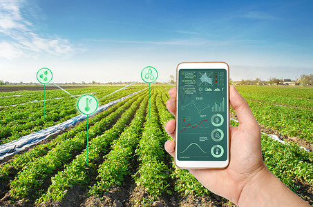 一只手拿着带有信息图表的智能手机，背景是马铃薯种植园。