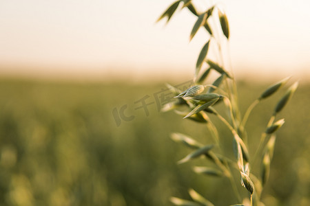田间地头字摄影照片_在阳光明媚的日子里，在田间生长的小麦绿色燕麦耳朵上特写。